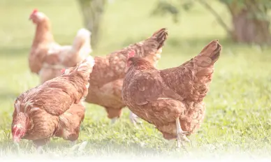 養鶏場の鶏が外でのびのびしている画像