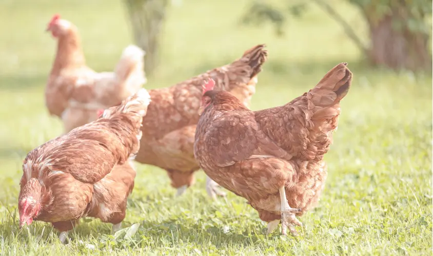 養鶏場の鶏が外でのびのびしている画像